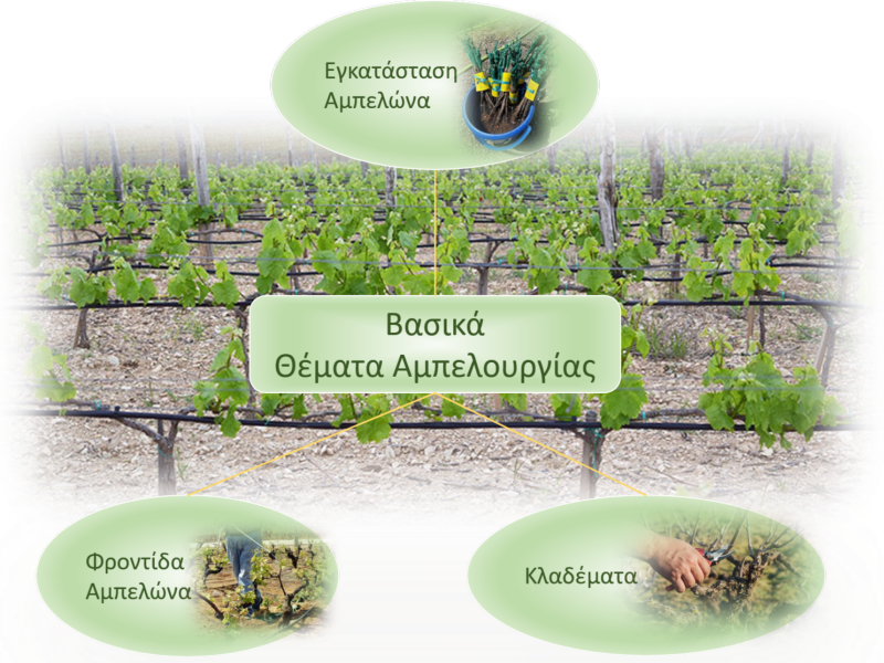 Βασικά Θέματα Αμπελουργίας